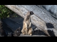 Meerkat 1 929